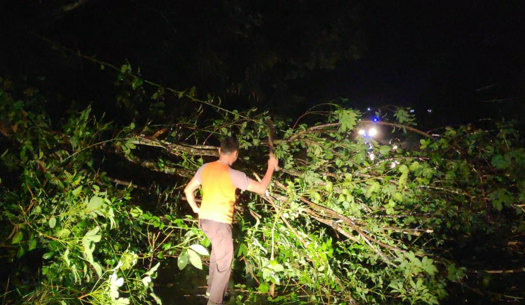 Pohon tumbang yang sebabkan arus lalu lintas sempat macet